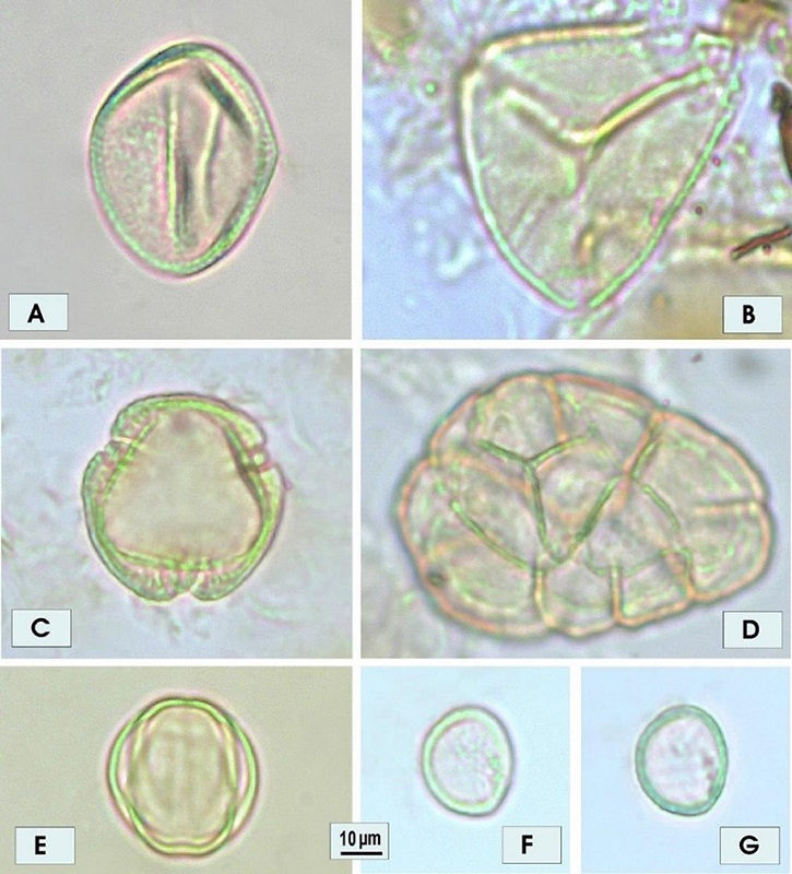 Examples of pollen grains characteristic of: A-B. Forest; C-G. Forest pioneers; A. Araceae; B. Myrcia pollen type; C. Alchornea; D. Anadenanthera pollen type; E. Melastomataceae pollen type; F. Piper, surface and colpus; G. Piper, optical cut. 