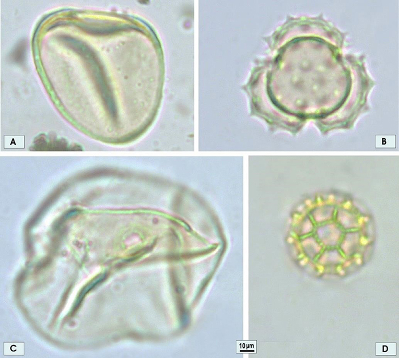 Examples of campo characteristic pollen grains: A. Cyperaceae; B; Artemisia pollen type; C. Bambusa; D. Gomphrena. 