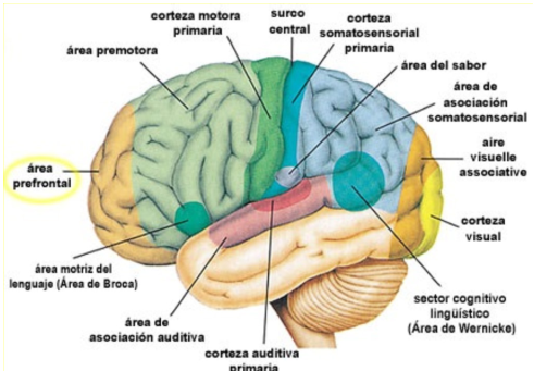 Mapa del cerebro