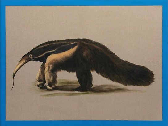 «His majesty's giant anteate»