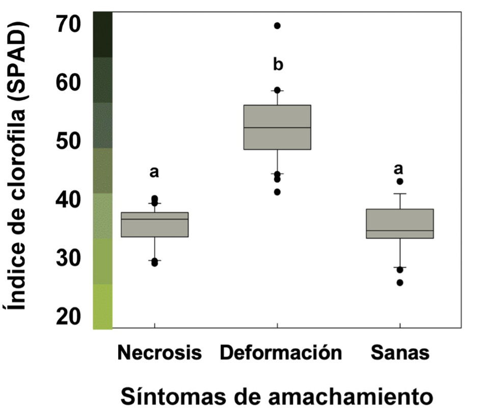 ndice de clorofila, con escala visual de tonos de verde de plantas con necrosis angular, deformacin foliar y tejido foliar de plantas sanas (n=30). Prez Zeledn, Costa Rica. 2016.