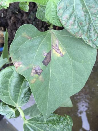 Hojas de frijol comn con sntoma de necrosis foliar. Estacin Experimental Agrcola Fabio Baudrit, Alauela Costa Rica. 2015.