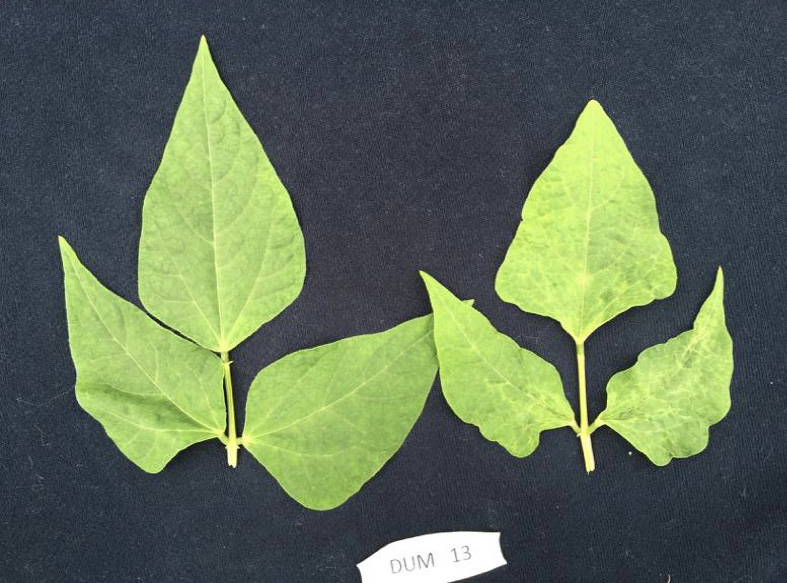 Sntoma de la deformacin foliar del amachamiento en plantas de frijol. (a) trifolio sano y con amachamiento, (b) sntomas de deformacin foliar. Prez Zeledn, Costa Rica. 2016.