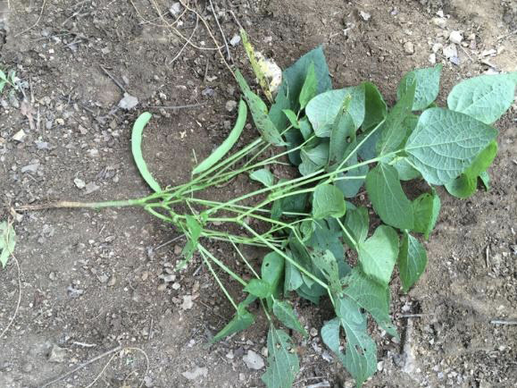 Ausencia parcial de vainas en planta de frijol con amachamiento Estacin Experimental Agrcola Fabio Baudrit Alajuela Costa Rica 2015