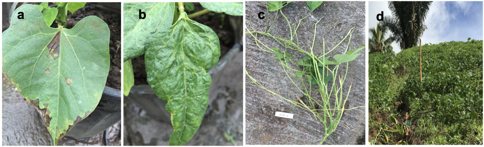 Sntomas del amachamiento en plantas de frijol Necrosis foliar angular a deformacin foliar b ausencia de vainas c y senectud tarda de las plantas d Estacin Experimental Agrcola Fabio Baudrit Alajuela Costa Rica 2015 y Prez Zeledn Costa Rica 2016