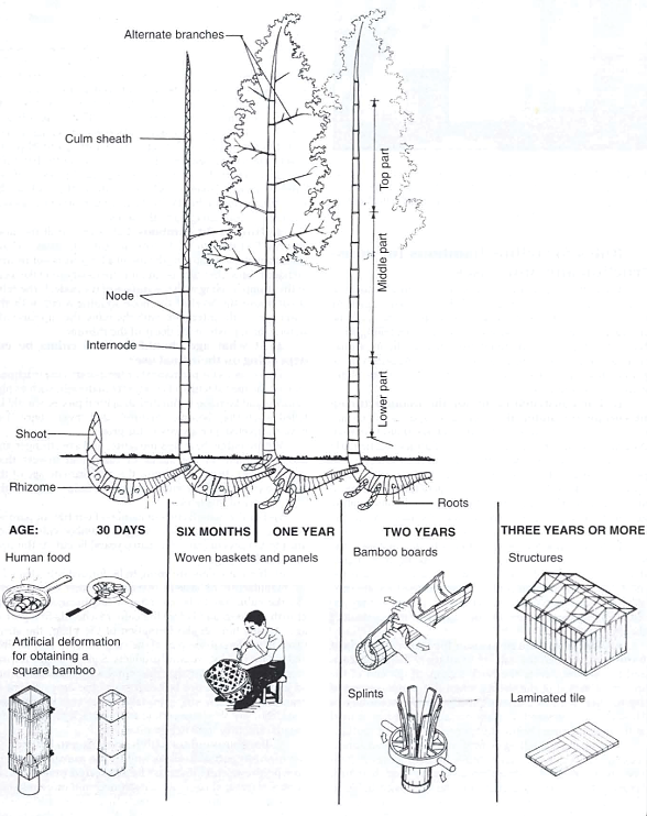 Partes y usos del bamb� dependiendo de su edad Fuente 4