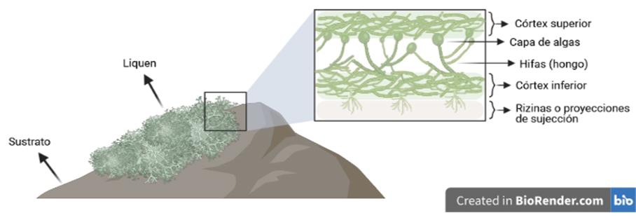 Estructura del talo liqu�nico
