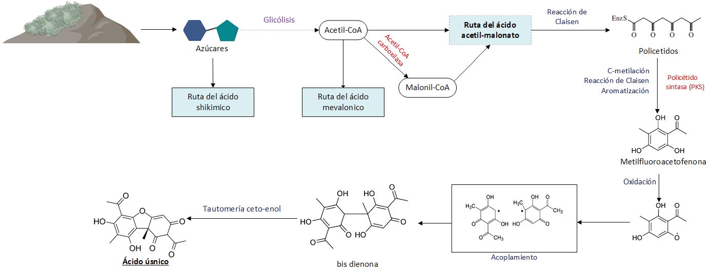 Ruta metab�lica del AU