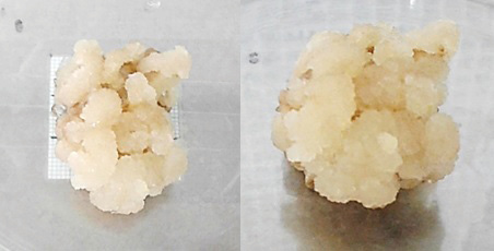 Callo de la lnea L1906 subcultivado en medio M277 50S con 6 semanas de crecimiento