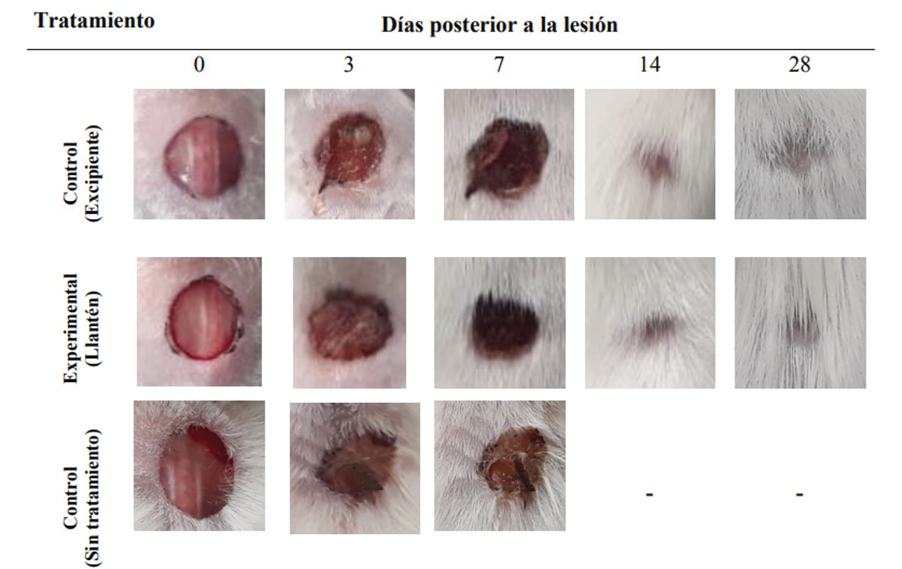 Imagen macroscpica de la evolucin del proceso de regeneracin de la lesin de los animales de experimentacin desde el da 0 hasta el da 28 Se muestra la evolucin del proceso para los diferentes tratamientos