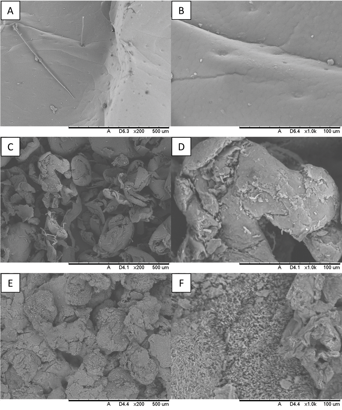 Microscopa electrnica de barrido SEM de A mudas de larvas de T molitor a 200x y B 1000x C quitosano comercial de peso molecular medio a 200x y D 1000x y E quitosano extrado de mudas de larvas de T molitor a 200x y F 1000x