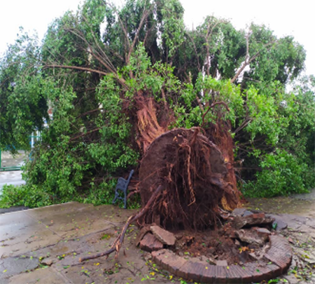 &Aacute;rbol derribado por la fuerza del viento en el municipio de San Crist&oacute;bal. Cortes&iacute;a de Jos&eacute; Ren&eacute;.