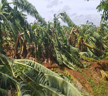 Afectaciones en el cultivo del pl&aacute;tano. Cortes&iacute;a de Alejandro L&oacute;riga.