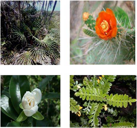 Imágenes de algunos representantes de la flora en la cuenca Baconao: Coccothrinax fagildei (Arriba izquierda). Consolea macracantha (tuna de cruz) (Arriba derecha). Magnolia cubensis (Abajo izquierda). Weinmania pinnata (Abajo derecha).
