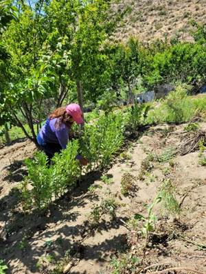 El trabajo diario de la huerta en la Extensi�n Abel Amaya