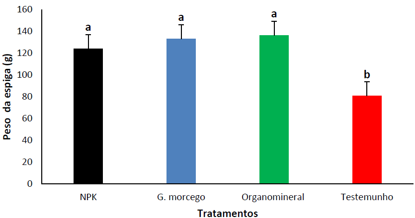 Peso das espigas (g), em fun��o da aplica��o de fertilizantes org�nicos, minerais e organominerais. NPK: adubo mineral (12-24-12); G. morcego: adubo org�nico (guano de morcego); Organomineral: adubo organomineral (NPK + guano de morcego); Testemunho (plantas isentas de aduba��o). As barras de erro representam o erro padr�o. Barras com letras iguais n�o apresentam diferen�as significativas no teste de Duncan teste (P> 0.05).