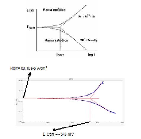 Curvas de Tafel an&oacute;dicas y cat&oacute;dicas del acero d&uacute;plex SAF 2304 expuesto a cloruro de sodio al 3,5 %