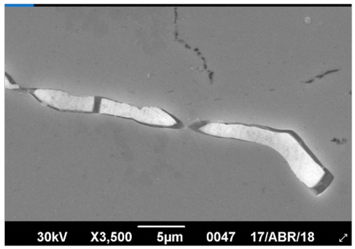 Micrografía de muestra A evaluada mediante back scattered electron (3500x).