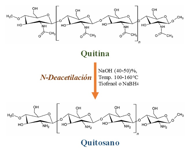 Proceso de transformación de la Quitina a Quitosano [16]
