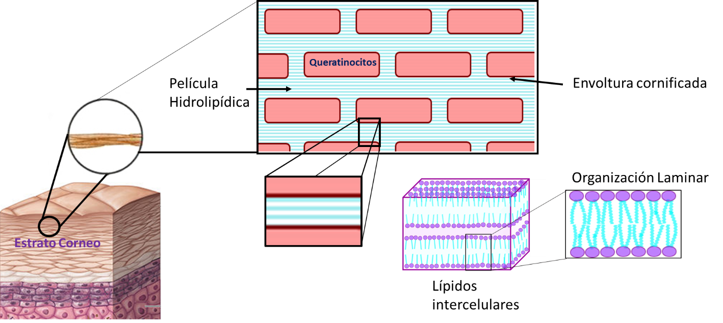 Esquema del estrato c�rneo SC de la epidermis