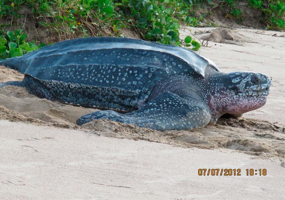 Tortuga baula en la playa de Awala-Yalimapo. Foto: Gérald Migeon