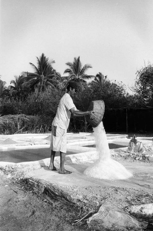 Salinero en La Placita, Michoacán, arrojando la sal recién cristalizada para secarla al sol.