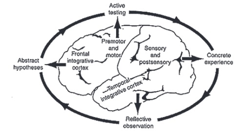 El ciclo del aprendizaje experiencial y las regiones de la corteza cerebral