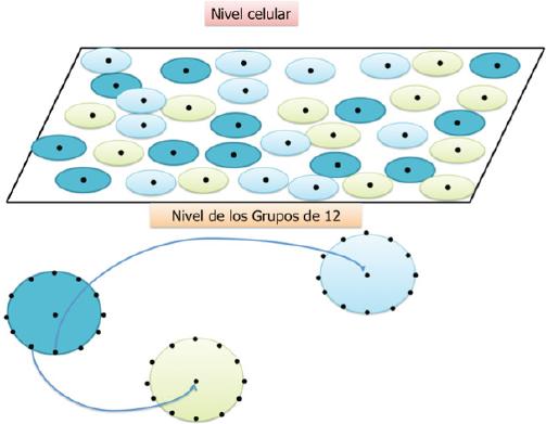 Estructura a dos niveles del modelo G-12. Cada célula es
                                dirigida por un miembro del grupo de doce del color correspondiente.
                                Igualmente obsérvese que los grupos de 12 van surgiendo como hijos
                                del iniciador, en el extremo izquierdo y están conformados por los
                                líderes de célula que van siendo reclutados y
                            entrenados.