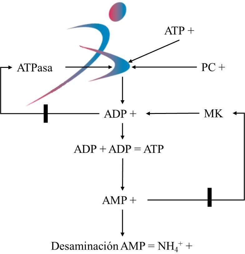 Producci&oacute;n de amonio en el m&uacute;sculo esquel&eacute;tico en ejercicio