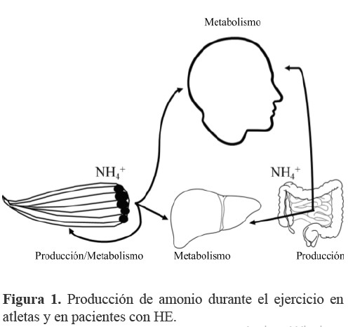 Producci&oacute;n de amonio durante el ejercicio en atletas y en pacientes con HE