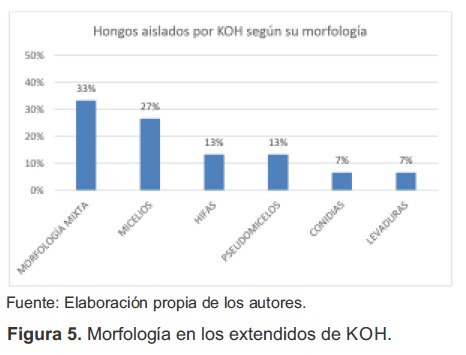 Morfología en los extendidos de KOH