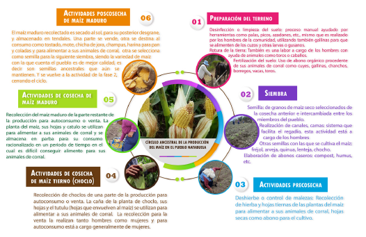 C&iacute;rculo ancestral de la producci&oacute;n del ma&iacute;z en el pueblo Natabuela