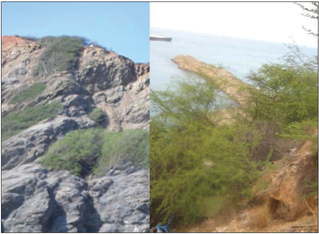 Matorral espinoso bajo - ralo de Prosopis juliflora en ladera sector Tacoa