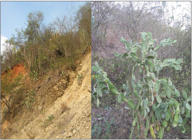 Matorral espinoso bajo &ndash; ralo, mostrando al Agave cocuy, Prosopis sp y Opuntia
sp en el sector Picure