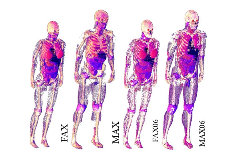 Views of the FAX, MAX, FAX06 and MAX06 phantoms.