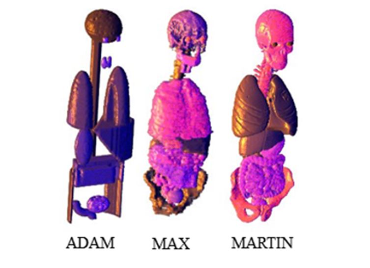 Views of some bones and radiosensitive organs of the ADAM, MAX and MARTIN phantoms.
