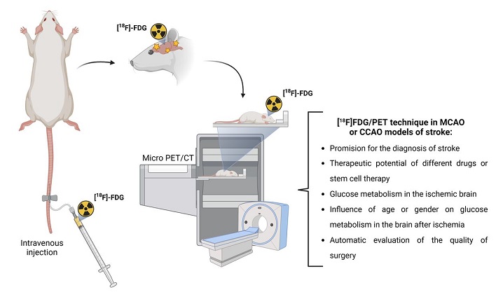 [18F]FDG/PET is an important tool for stroke study. A  review of the literature shows several experimental models, but the most commonly  used are MCAO and CCAO in rats. The use of MicroPET provides a non-invasive  approach to monitoring stroke in an experimental model. With this tool, it is  possible to study the characteristics of stroke and, for example, to  investigate the therapeutic potential of some drugs.