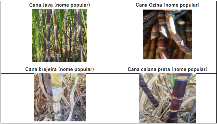 Canas cultivadas pelo Sr. Martin.