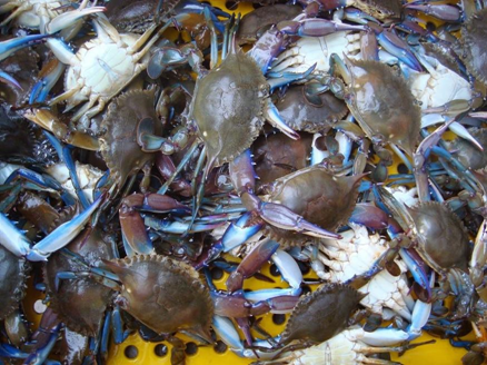 SIRIS PARA SEREM COZIDOS PELAS DESFIADEIRAS DE SIRIS DO BAIRRO ILHA DAS