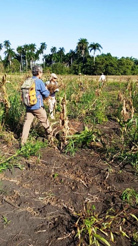 Turistas y campesinos realizando labores agrcolas.