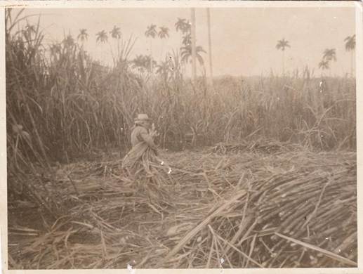 Campo de caa en La Picadora en la dcada de los 80.