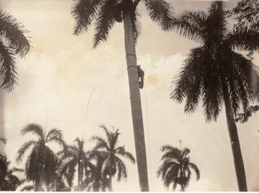 Campesino obteniendo el palmiche de una palma real en la dcada de los 80s.