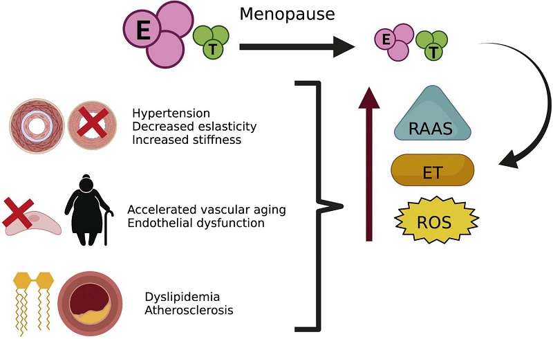 &ndash; Effects of Menopause on Vascular Disease.
