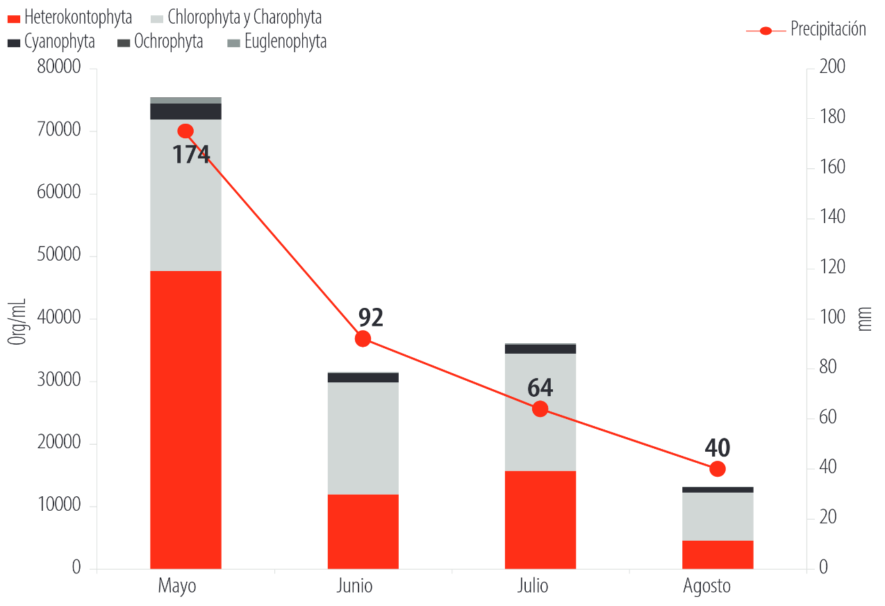Variaci�n de abundancia fitoplanct�nica y precipitaci�n entre mayo y agosto de 2023 en el lago San Pablo. Figura elaborada por: Mabel Cadena.