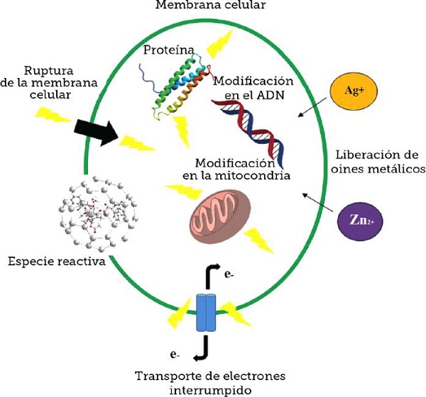 Representaci&oacute;n esquem&aacute;tica del efecto antibacterial de las nanopart&iacute;culas de plata en las membranas, mitocondrias, organelos celulares, el ADN nuclear, as&iacute; como en la producci&oacute;n de especies reactivas de ox&iacute;geno (ROS, por sus siglas en ingl&eacute;s). Fuente: Lira Saldivar R y colaboradores. Potencial de la nanotecnolog&iacute;a en la agricultura, (2018)[12].