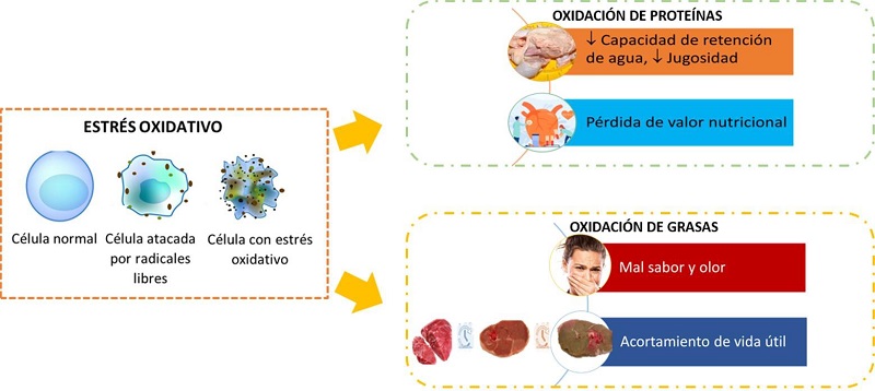 Efectos adversos que tiene la oxidaci&oacute;n de l&iacute;pidos y prote&iacute;nas en la carne.