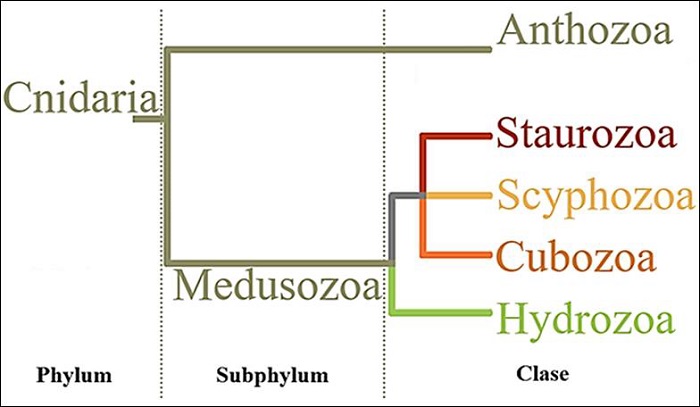 Relaciones evolutivas dentro del Phylum Cnidaria, clasificaci&oacute;n tradicional [5]. 