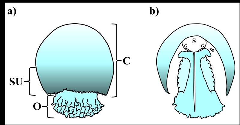 Morfolog&iacute;a de Stomolophus meleagris. a) Morfolog&iacute;a externa, C: campana o umbrela; SU: regi&oacute;n sub-umbrelar; O: brazos orales. b) Corte longitudinal, S: cavidad g&aacute;strica; G: g&oacute;nadas; Sg: Fosa subgenital [13][18].