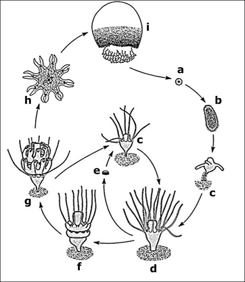 Ciclo de vida de Stomolophus meleagris. a) gameto, b) pl&aacute;nula, c) p&oacute;lipo juvenil, d) p&oacute;lipo maduro, e) podocisto, f) estr&oacute;bilo juvenil, g) estr&oacute;bilo maduro, h) &eacute;fira y i) medusa [18].