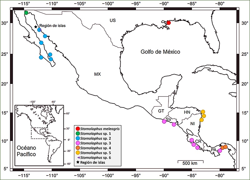Distribuci&oacute;n de las Stomolophus spp. en M&eacute;xico [31].